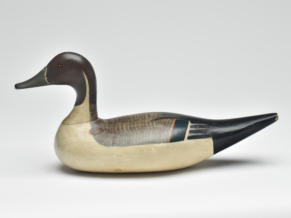 Excellent pintail drake, Robert McGaw, Havre de Grace, (1 of 3)