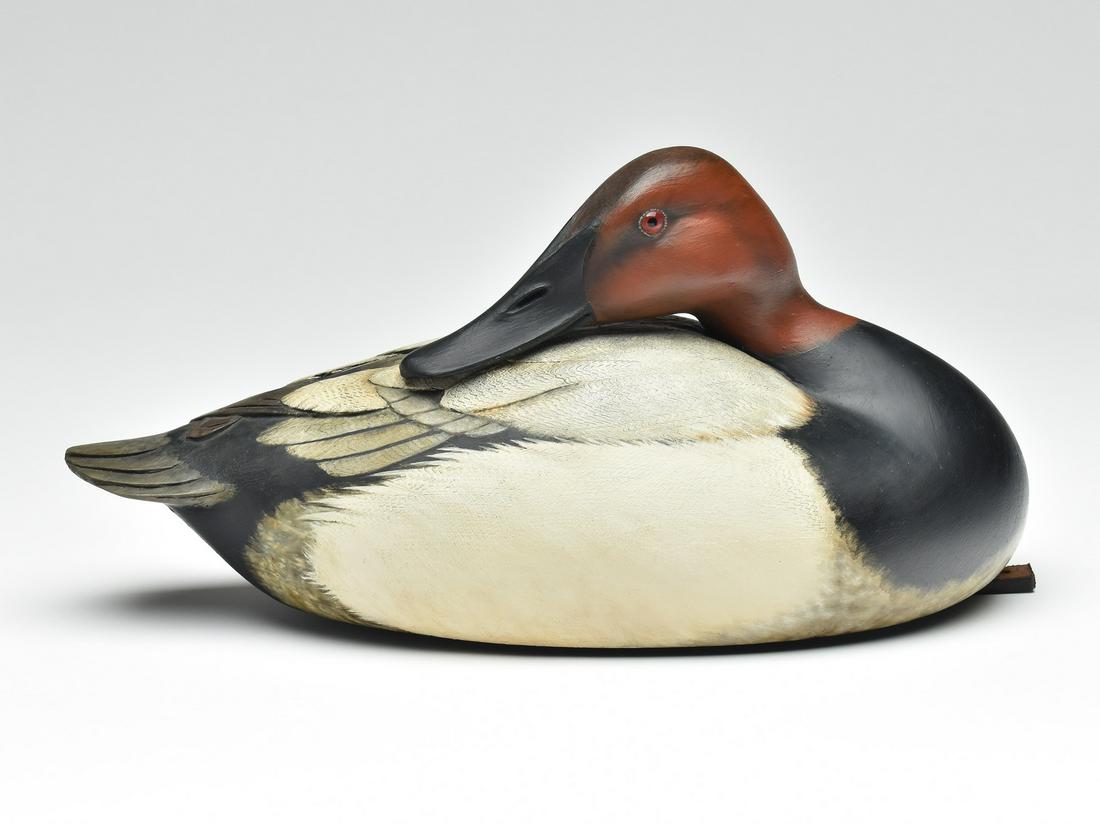 Preening canvasback, William Gibian, Onancock, Virginia. (1 of 4)