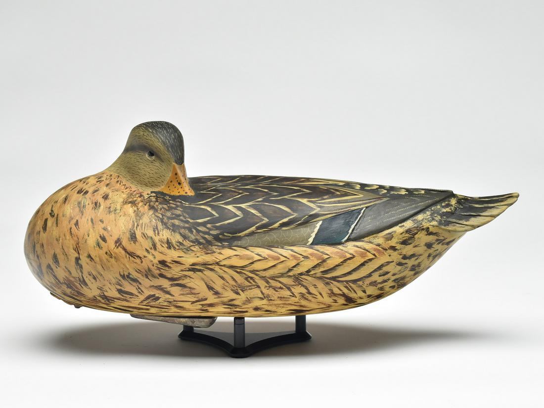 Oversize sleeping mallard, Bob White, Tullytown, Pennsylvania. (1 of 4)