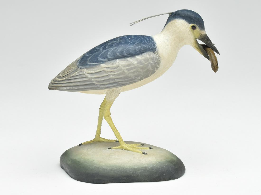 Miniature black crowned night heron, Frank Finney, Cape Charles, Virginia. (1 of 4)