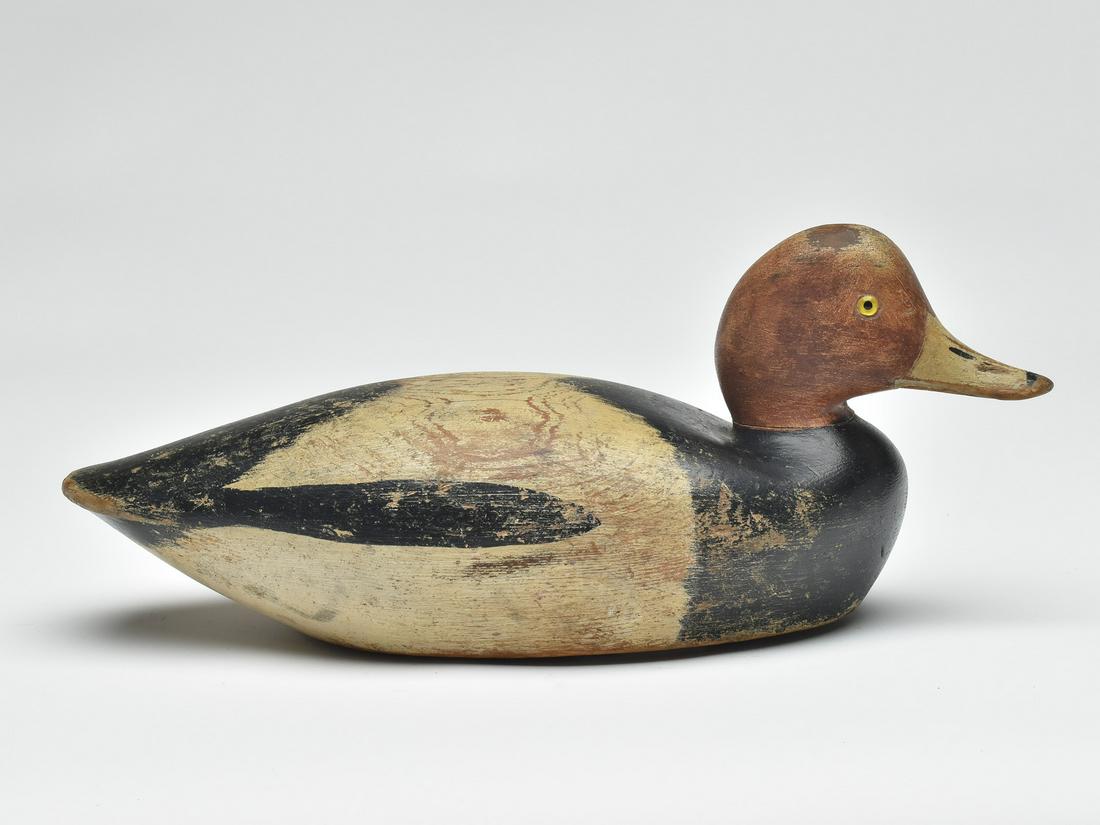 Redhead drake, William Dugan, Vineyard Haven, Massachusetts. (1 of 4)