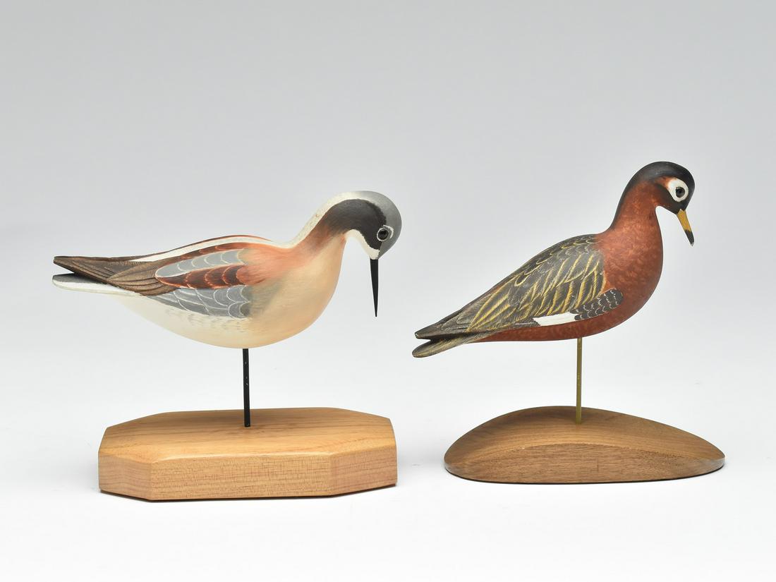 Two phalaropes, Harold Haertel, Dundee, Illinois. (1 of 4)