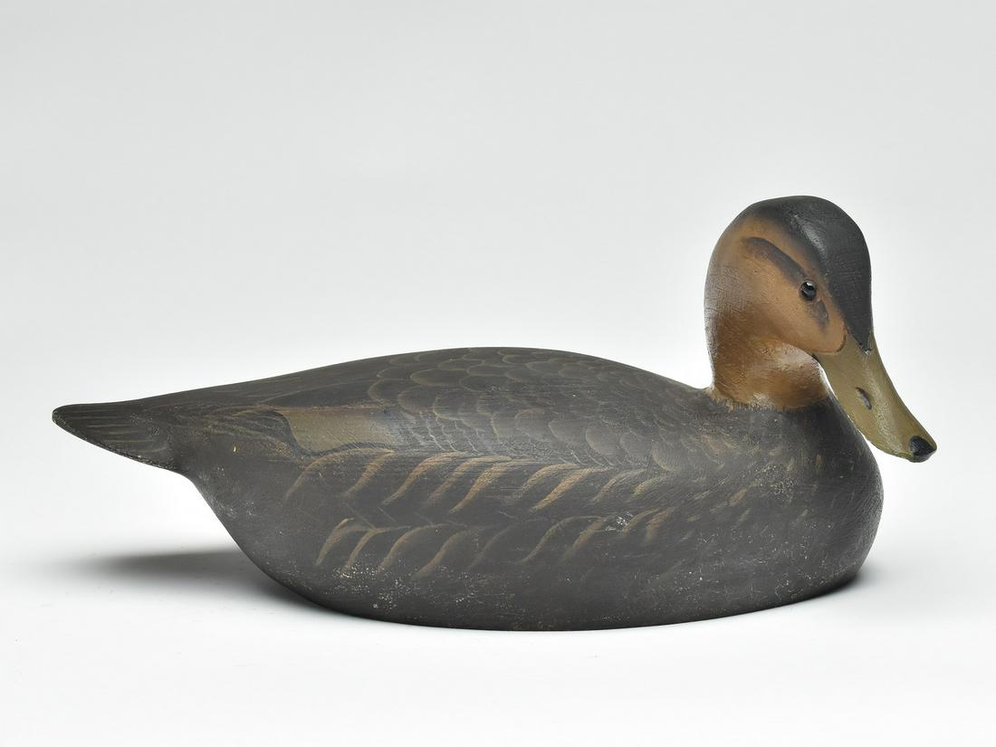 Black duck, Ward Brothers, Crisfield, Maryland. (1 of 4)