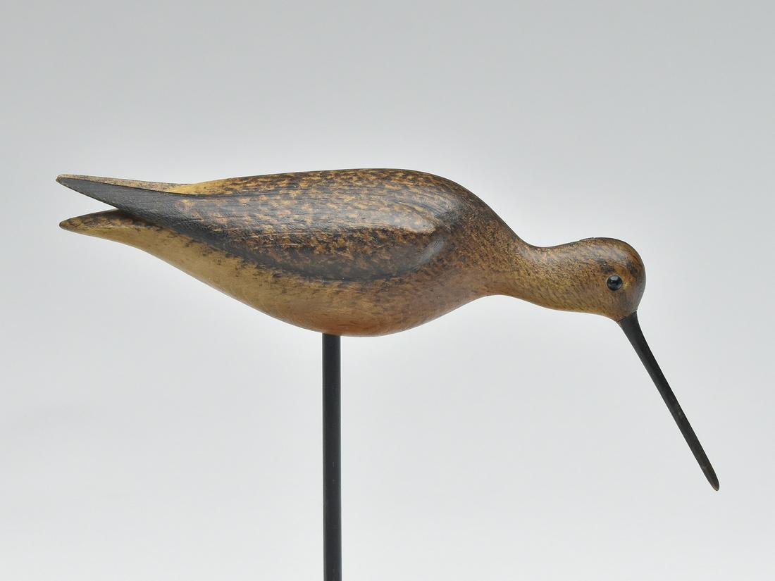 Long billed dowitcher, Mark McNair, Craddockville, Virginia. (1 of 3)