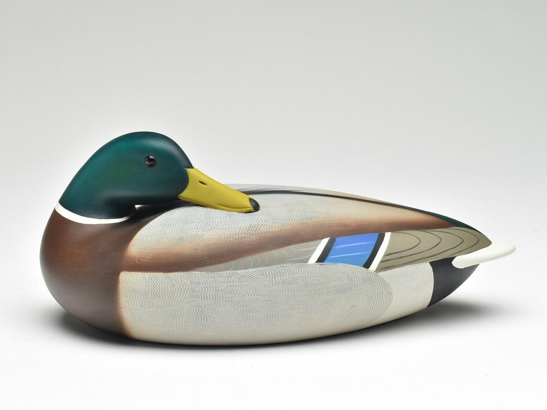 Sleeping mallard, Keith Mueller, Killingsworth, Connecticut.: Sleeping mallard, Keith Mueller, Killingsworth, Connecticut. Hollow carved with comb feather paint detail. "Mueller" branded into the underside. Measures 15" long.