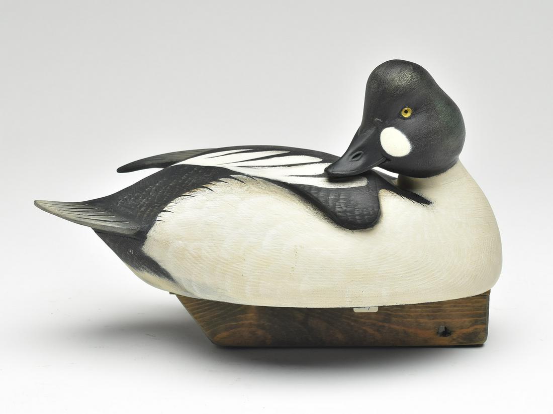 Preening goldeneye, Jim Schmiedlin, Bradfordwoods, Pennsylvania. (1 of 4)