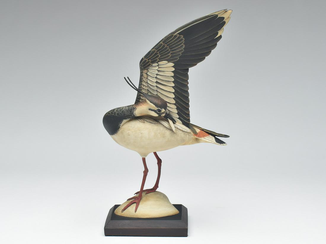 Decorative lapwing plover, William Gibian, Onancock, Virginia. (1 of 4)