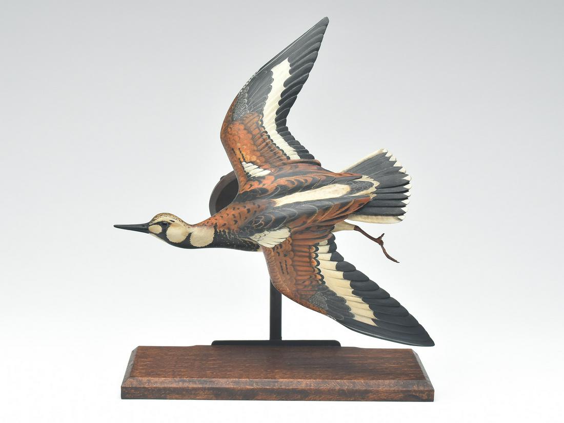 Flying ruddy turnstone, William Gibian, Onancock, Virginia. (1 of 3)