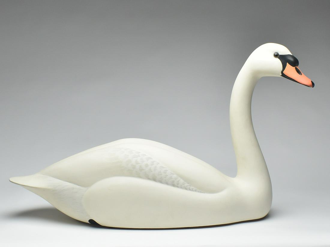 Very rare full-size mute swan, Oliver Lawson, Crisfield, Maryland. (1 of 4)