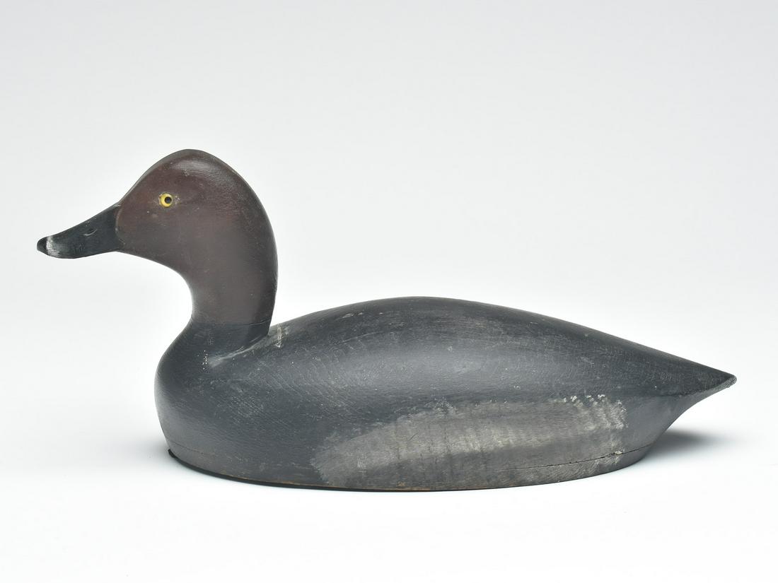 Redhead drake, Tom Chambers, Toronto, Ontario, circa 1900. (1 of 4)