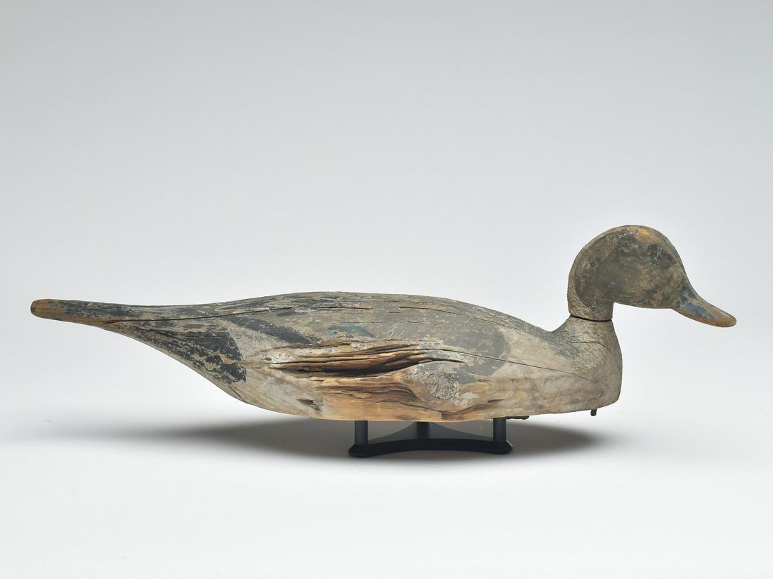 Pintail, Lloyd Tyler, Crisfield, Maryland. (1 of 4)