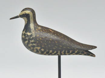 Outstanding, thinly hollowed golden plover, Nantucket, Massachusetts, 3rd quarter 19th century.