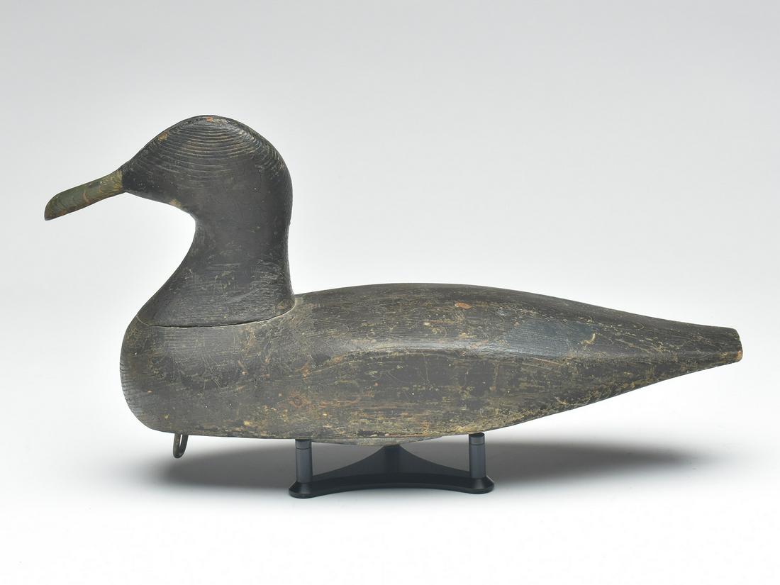 Black duck, Sebastian Taylor, Eastern shore of Virginia, 1st quarter 20th century. (1 of 4)