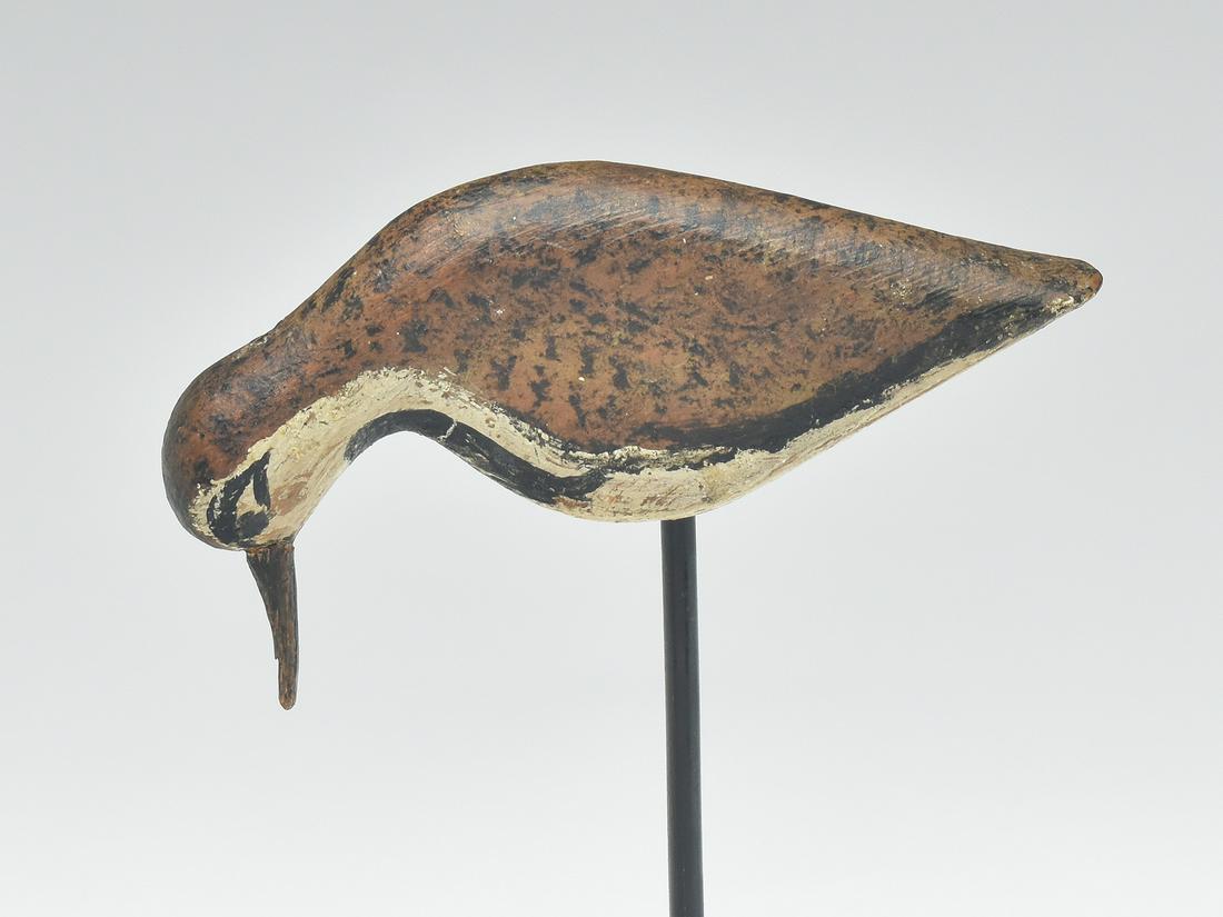 Feeding ruddy turnstone attributed to William Stiles, Tuckerton, New Jersey, last quarter 19th (1 of 4)