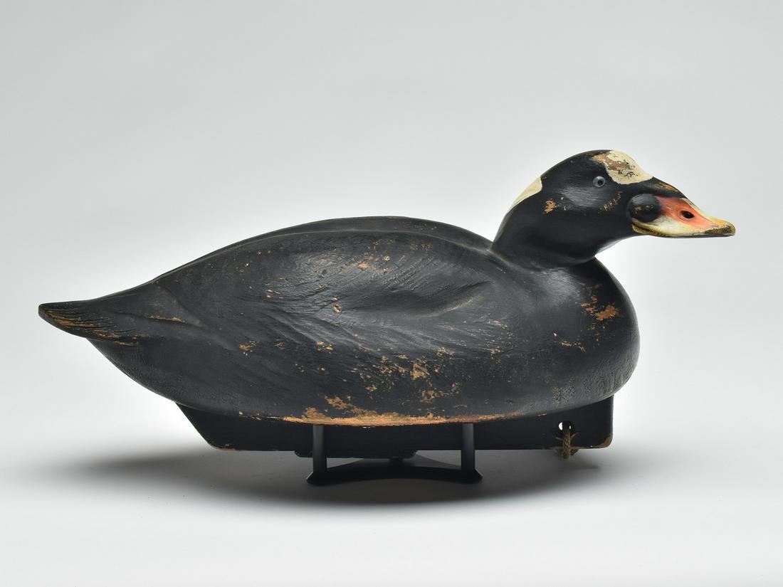 Surf scoter, Jim Schmiedlin, Bradfordwoods, Pennsylvania. (1 of 4)