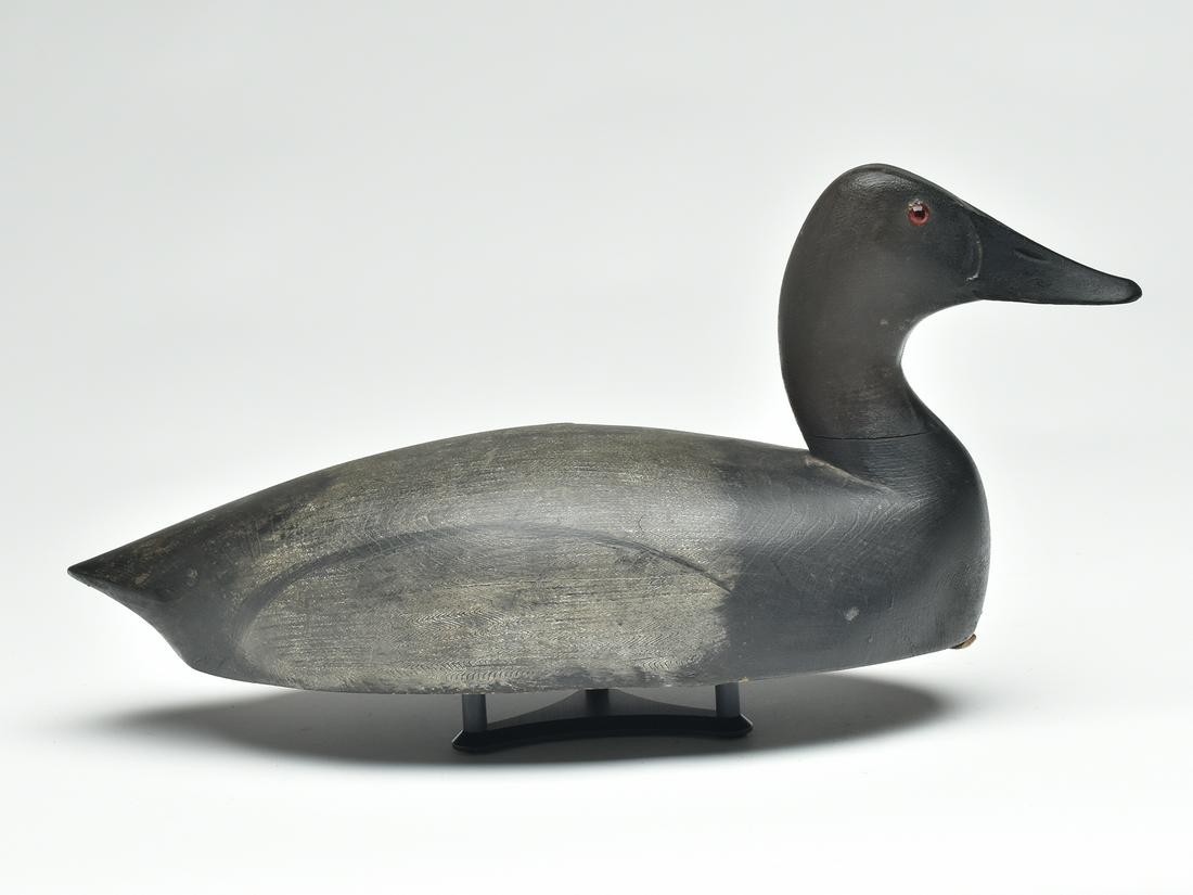 Canvasback drake, Tom Chambers, Toronto, Ontario, 1st quarter 20th century. (1 of 4)