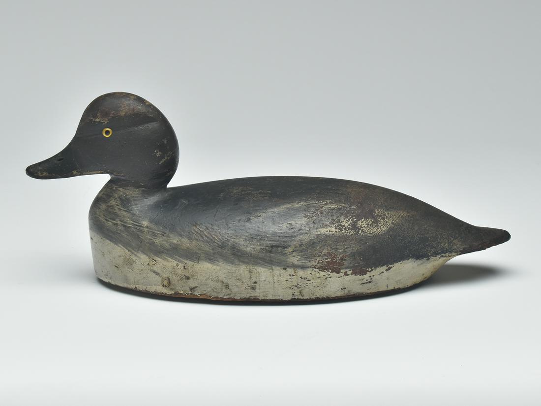 Goldeneye hen, Chauncey Wheeler, Alexandria Bay, New York, 1st quarter 20th century. (1 of 4)