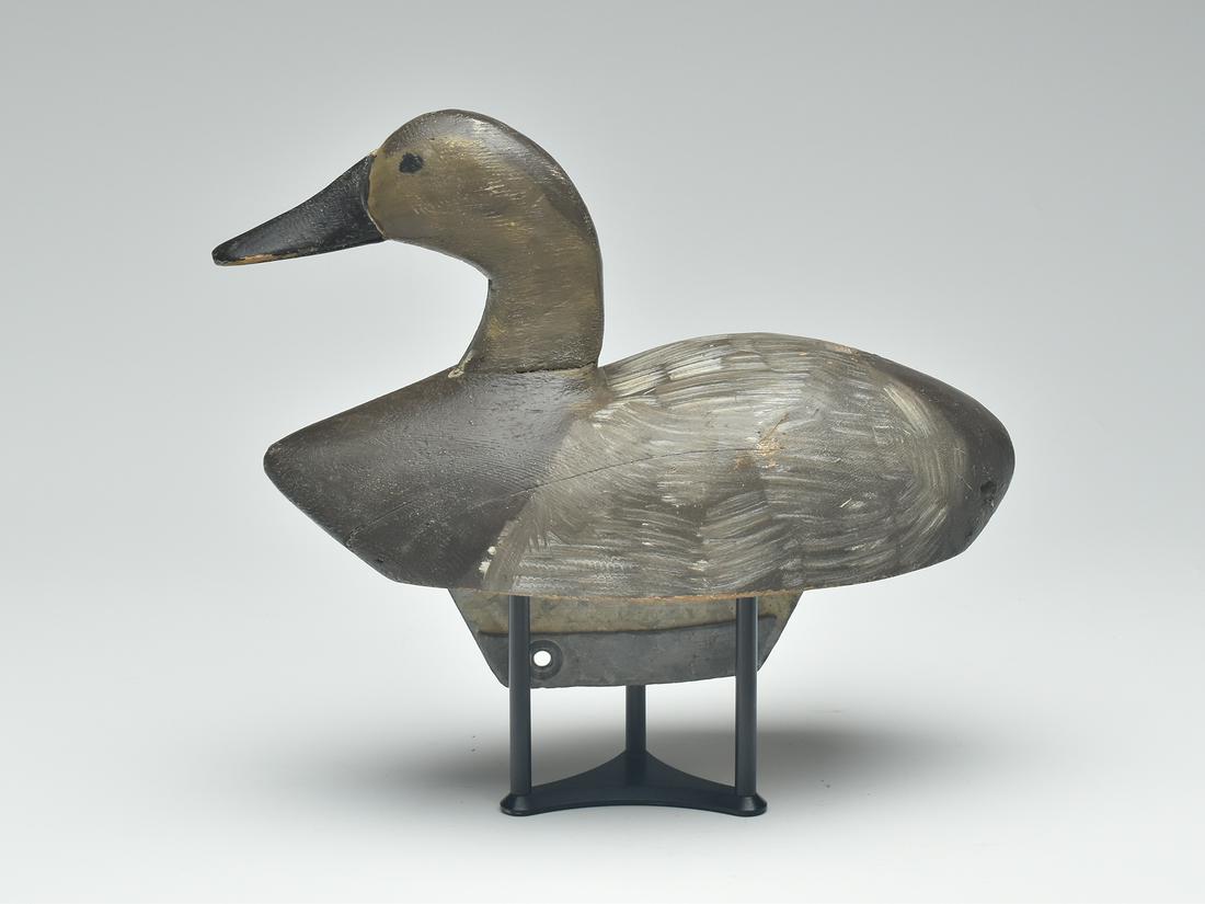 Canvasback hen, Duncan Ducharme, St Ambroise, Manitoba, circa 1950s. (1 of 4)