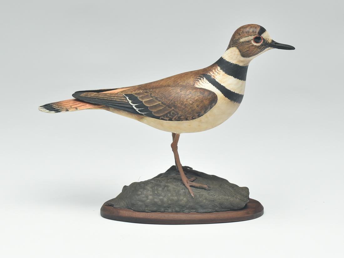 Miniature killdeer, William Gibian, Onancock, Virginia. (1 of 4)