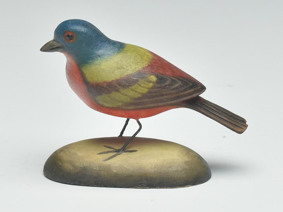 Painted bunting, Frank Finney, Cape Charles, Virginia. (1 of 4)