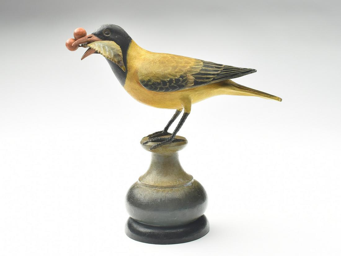 Full size black-headed oriole, Frank Finney, Cape Charles, Virginia. (1 of 3)