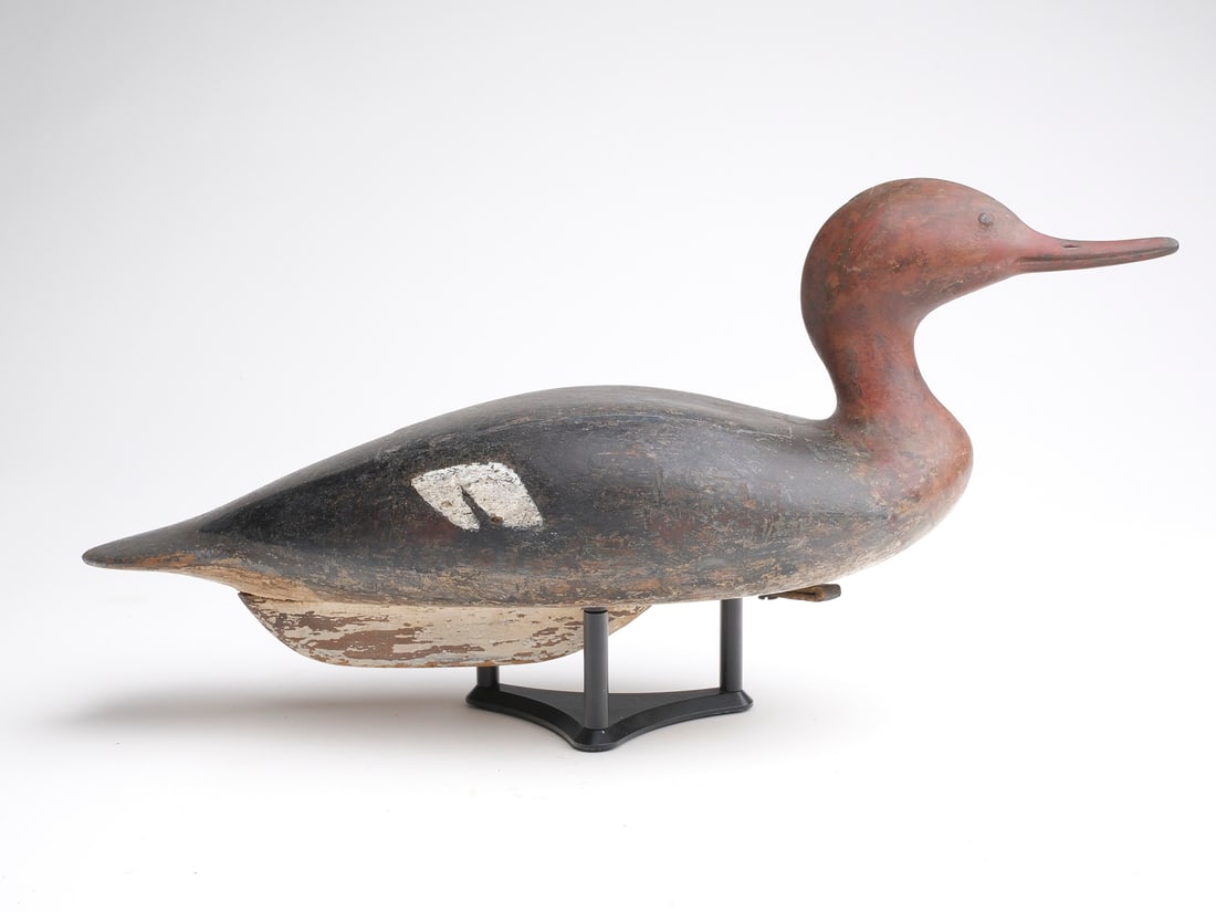 Merganser hen, Marblehead, Massachusetts, 1st quarter 20th century. (1 of 4)