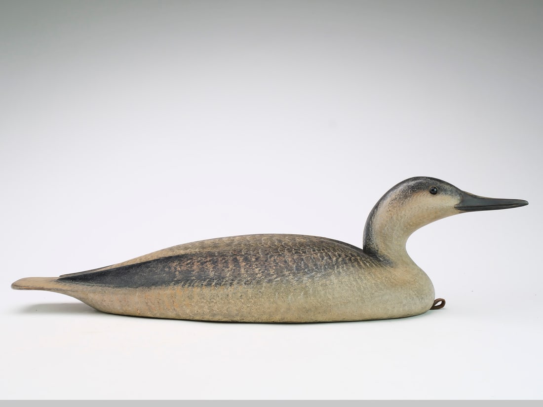 David Ward (1947-2020), Essex, Connecticut.: Rare hollow carved immature loon. Slightly turned and uplooking head. Relief wingtip carving. "DBW" stamped on underside. Measures 26" long.