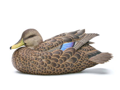 Dennis Schroeder, Trinity Alps, California.: Outstanding decorative black duck with slightly turned and tucked head. Raised and crossed wings and deep relief feather carving. Signed and dated 2002 on the underside. Measures 14.25" long.