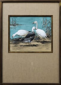 Roger Tory Peterson (1908-1996), watercolor and gouache.