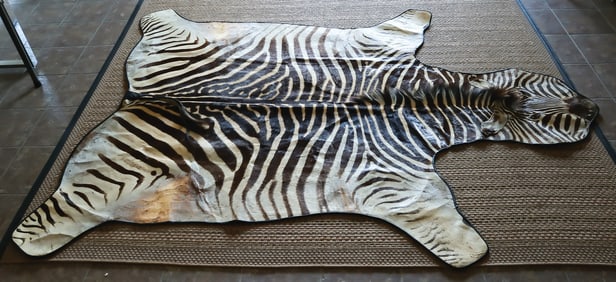 Zebra skin backed to function as a rug or wall display.