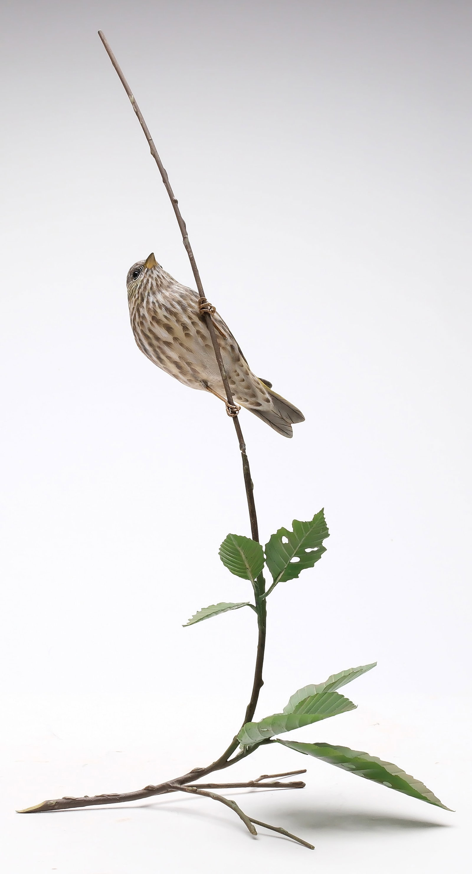 Peter Kaune, Gig Harbor, Washington (1 of 4)