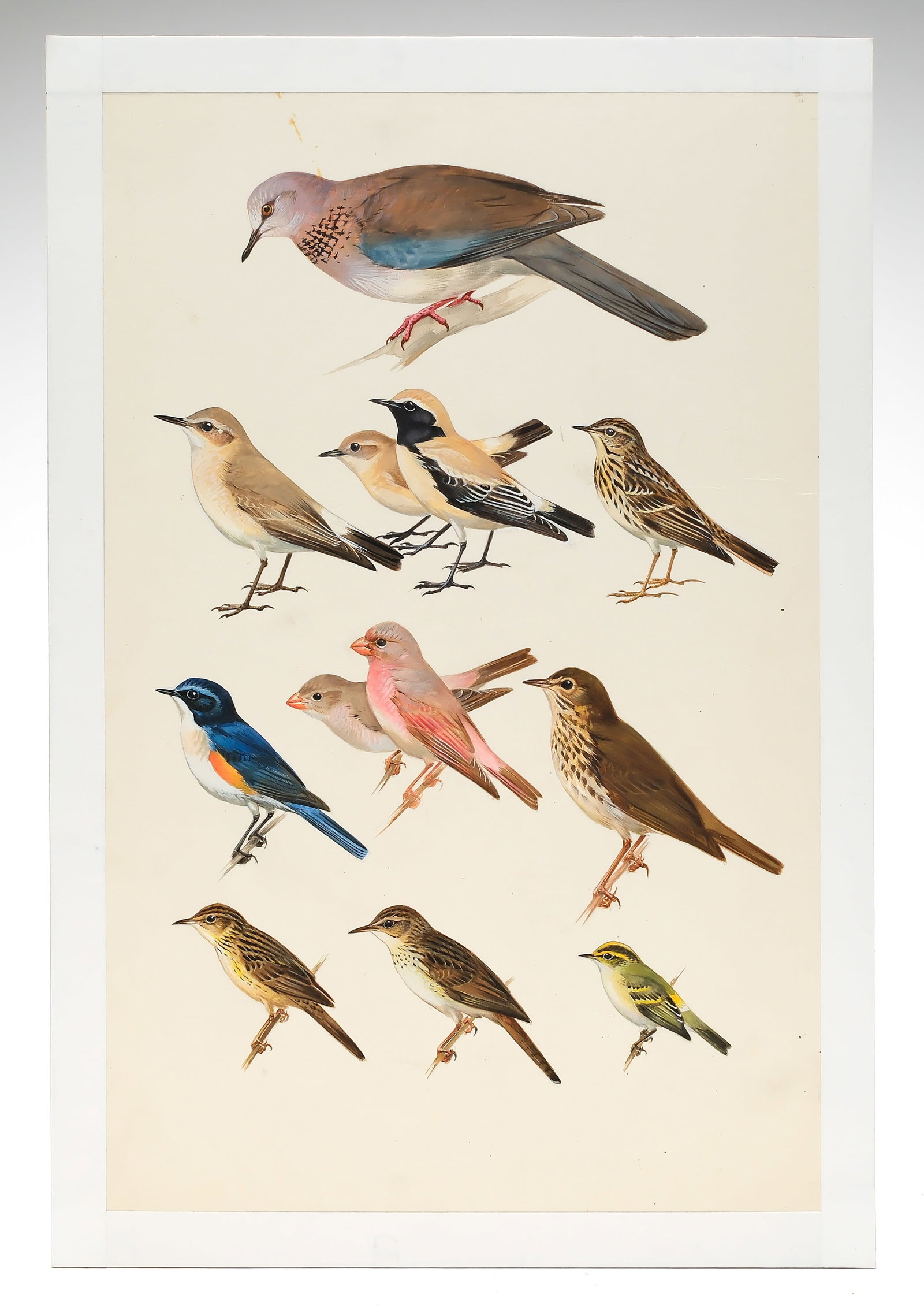 Roger Tory Peterson, gouache on paper board.: Unframed. Measures 16.5" x 11.25". From Roger Tory Peterson's "Field Guide to Britain and Europe". Plate 65. Dated 1974.