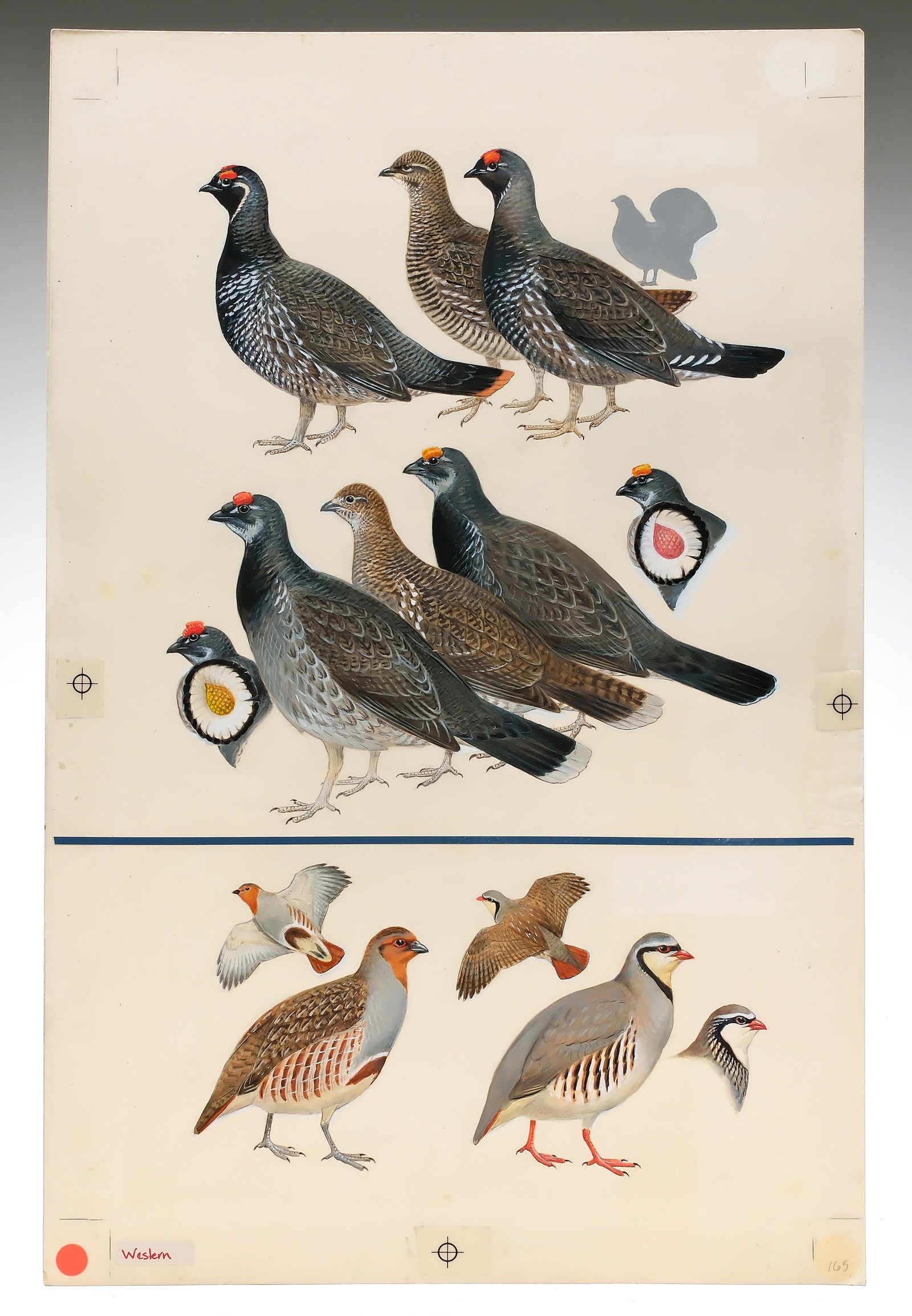 Roger Tory Peterson, gouache on paper board.: Unframed. Measures 20" x 13". From Roger Tory Peterson's "Field Guide to Western Birds". Plate 165. Dated 1990.