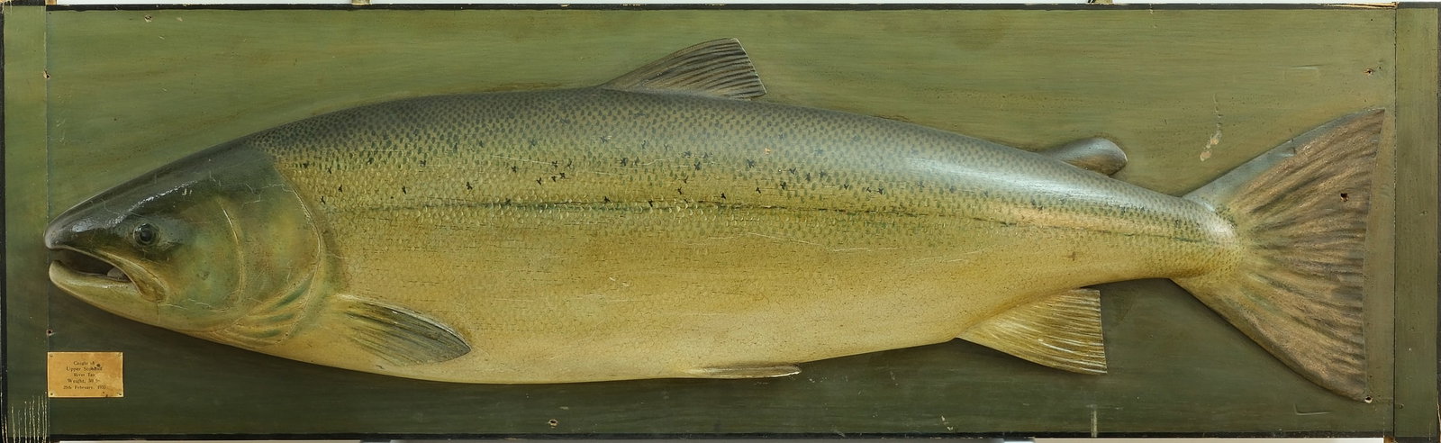 P.D. Malloch, Perth, Scotland. (1 of 1)