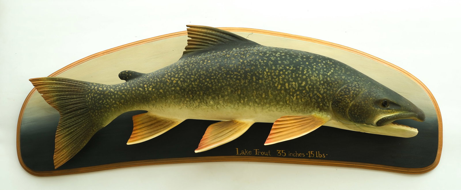 Frank Finney (b.1947), Cape Charles, Virginia.: Large lake trout fish plaque. Full round hollow carved body with deep relief gill carving and open mouth. Trout's length and weight painted on backboard. Maker's initials carved on back of board. Trou