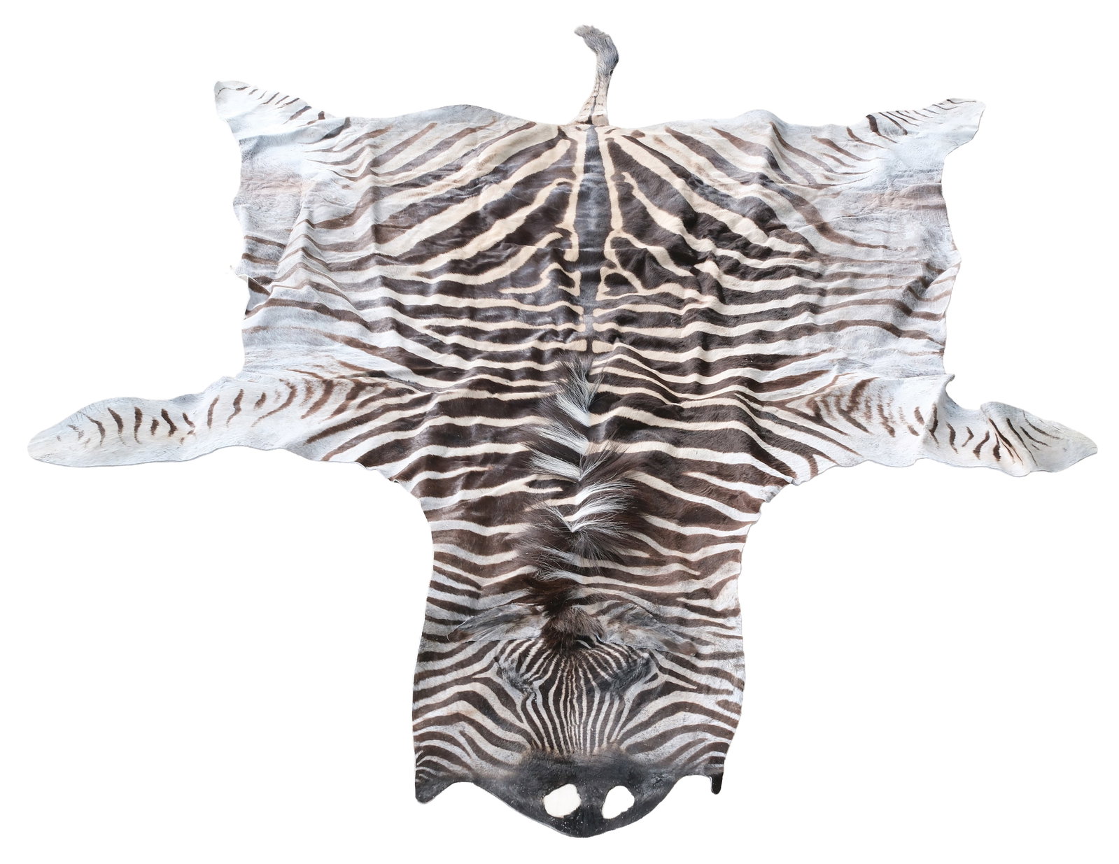 BEAUTIFUL ZEBRA SKIN RUG. (1 of 4)