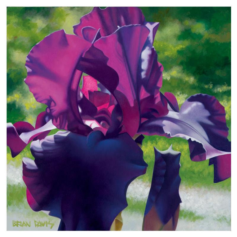 Passionate Purple Iris by Davis, Brian: "Passionate Purple Iris" is a limited edition giclee on canvas by Brian Davis, numbered and hand signed by the artist. This piece has a 2" border and may be framed or gallery wrapped based on preferen