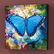 Blue Morpho by Bull, Simon - 2