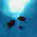 item-90915512=2