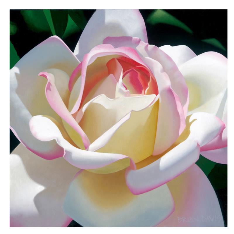 Brian Davis, "Single Cherry Parfait Rose" Limited: "Single Cherry Parfait Rose" is a limited edition giclee on canvas by Brian Davis, numbered and hand signed by the artist. This piece has a 2" border and may be framed or gallery wrapped based on pref