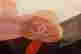 item-114602901=3