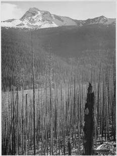 Adams - Glacier National Park Burned Area: Artist: Ansel Adams - Title: Glacier National Park Burned Area - Medium: Fine Art Reproduction Giclee on Canvas - Image Size: Approximately 15 inches x 20 inches - Unframed on Unstretched Canvas -