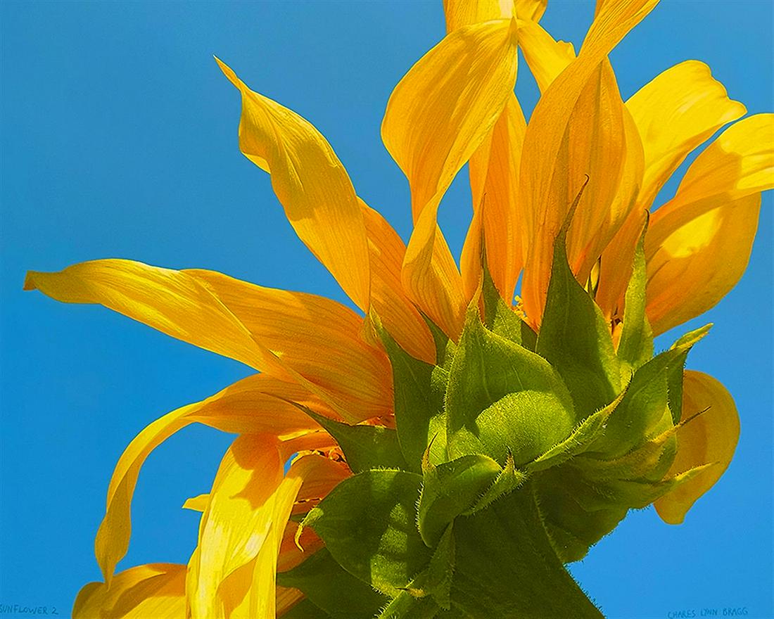 SUNFLOWER 1 by Charles Lynn Bragg: A Bragg monoprint, giclee on paper, hand embellished with acrylic, colored pencil and glitter. A Sunflower does its best imitation of the mid-day Sun. 14 x 18.5