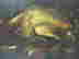 item-78711990=5