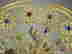 item-85006530=4