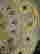 item-85006530=7
