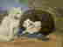 item-127809258=2
