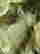 item-131893185=6