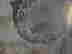 item-136456817=11