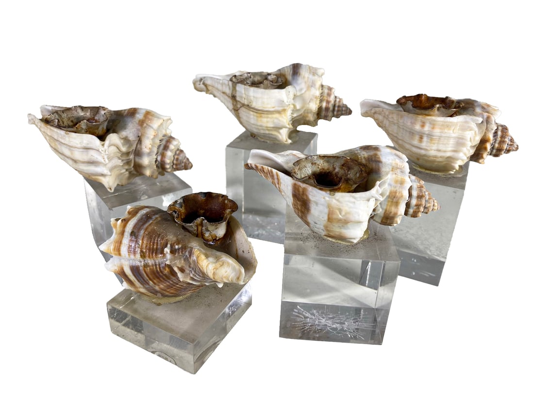 Set of 5 Snails Over Acrylic Bases Sculptures (1 of 7)